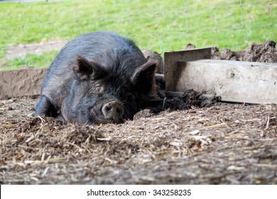 Happy Sleeping Black Guinea Hog 