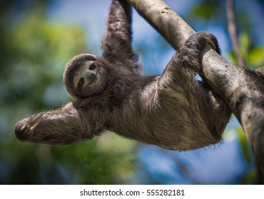 Happy Sloth
