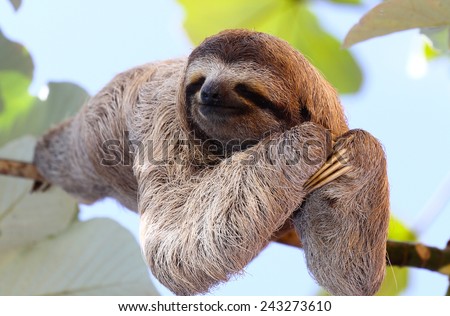 Happy sloth hanging on the tree