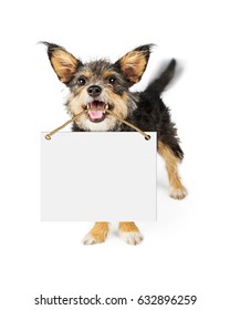 Happy Small Breed Dog Carrying Blank White Sign In Mouth. Motion Blur Showing Wagging Tail.