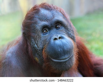 Happy Smile Of The Bornean Orangutan (Pongo Pygmaeus). 