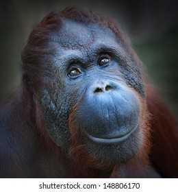 Happy Smile Of The Bornean Orangutan (Pongo Pygmaeus). 