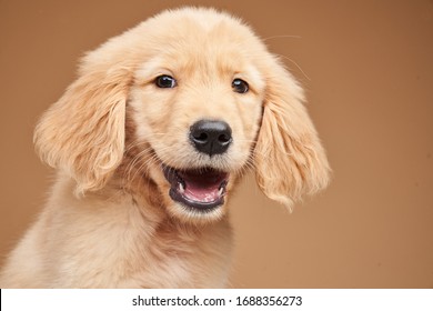  Happy Smile Golden Retriever Puppy Front Face With Teeth In Studio Light Beige Backdrop                               