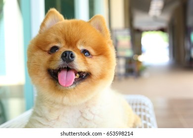 Short Grooming Images Stock Photos Vectors Shutterstock