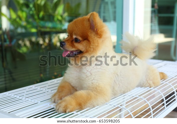 Happy Smile Pomeranian Small Dog Cute Stock Photo Edit Now 653598205