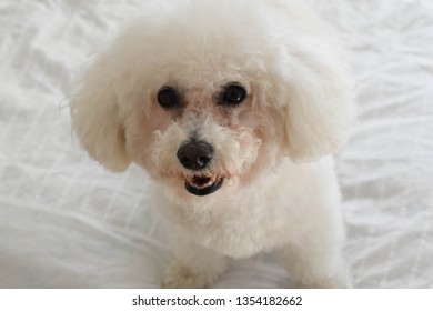Happy, Smiling Bichon Frise On A Bed 