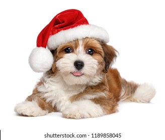 Happy smiling Bichon Havanese puppy dog is wearing a Christmas Santa hat - isolated on white background 