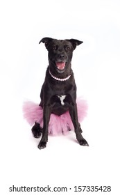 953 Dogs tutus Images, Stock Photos & Vectors | Shutterstock