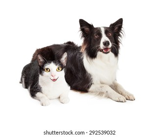 Happy And Smiling Black And White Cat And Dog Laying Together