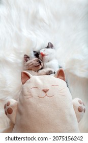 Happy Smiling cuddly plush cat Soft toy against Couple 2 hugging sweet sleeping nap relax kittens family in love. Cozy dream Kittens in love On white blanket. Animal Concept for for Valentine s Day.