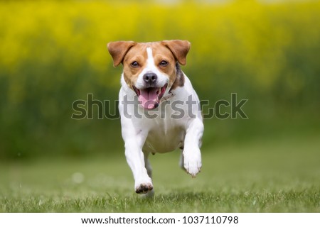 Similar – Happy Dog on Green Grass