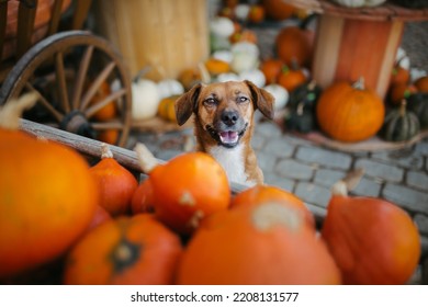 Happy smiling dog between pumpkins. Dog in autumn. - Shutterstock ID 2208131577