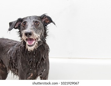 Happy smiling dog enjoying a bath at a grooming salon with room for text