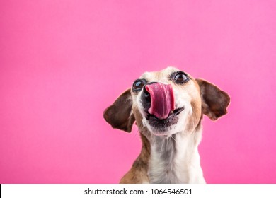 Happy smiling dog face with long tongue. Licking pet waiting for food