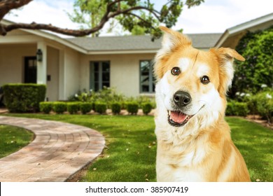 Happy And Smiling Dog In Front Of A Beautiful Suburban House With Green Front Yard