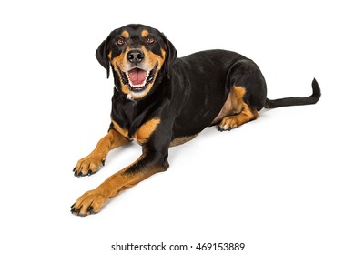 Happy And Smiling Dog Laying Dog On White Looking Into Camera