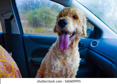 Happy Smiling Dog Sitting In The Front Seat Of A Car. Wet Doggy Sitting Inside A Vehicle With Long Tongue Hanging Out. Cute Pet In A Motor Vehicle On A Trip.