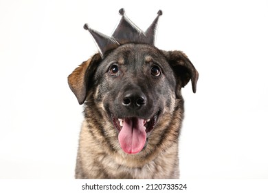 Happy Smiling Face Of Mongrel Dog With Tongue Out Wearing Silver Princess Crown Isolated On White Background