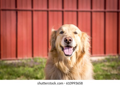 Barn Dog Images Stock Photos Vectors Shutterstock