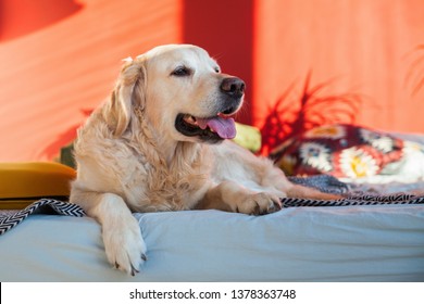 Pets Lying Bedroom Images Stock Photos Vectors Shutterstock