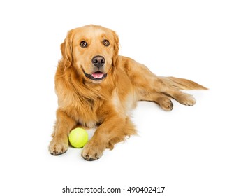 816 Golden retriever tennis ball Images, Stock Photos & Vectors ...