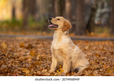 Happy Smiling Golden Retriever Walk In Autumn Park