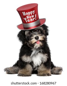 A happy smiling havanese puppy dog is wearing a red Happy New Year top hat, isolated on white background