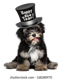 A happy smiling havanese puppy dog is wearing a black Happy New Year top hat, isolated on white background
