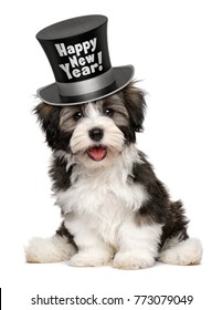 Happy Smiling Havanese Puppy Dog Is Wearing A Black Happy New Year Top Hat, Isolated On White Background