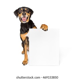 Happy smiling large dog sitting on white holding blank sign to enter your message on