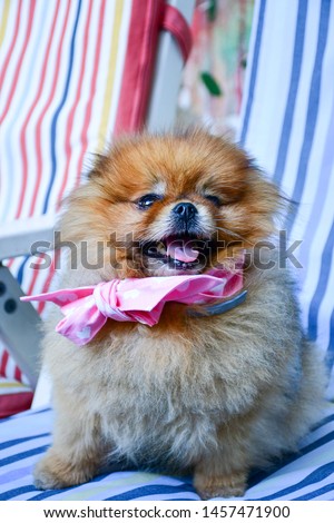 Happy smiling   little Pomeranian spitz dog with bow tie     ready for a summer  party  sitting outdoor