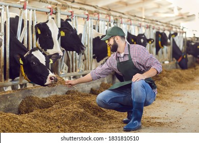 Happy, smiling male farmer sitting near stable in cowshed and feeding black-and-white cow with hay. Concepts of animal husbandry, farming business, milk production, taking care of livestock