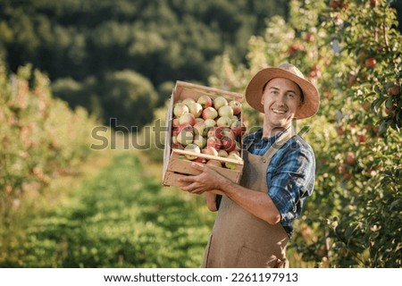 Happy smiling male farmer worker crop picking fresh ripe apples in orchard garden during autumn harvest. Harvesting time