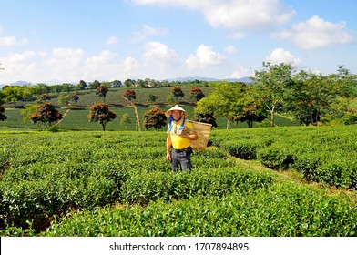 Happy smiling male tourist in Asian conical hat and yellow t-shirt standing on a tea plantation with basket for picking tea leaf, Highlands Da Lat, Vietnam