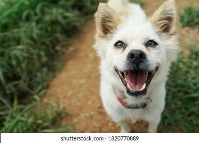 Happy smiling mix breed dog in narrow depth of field and rule of three - Shutterstock ID 1820770889
