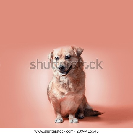 happy smiling mongrel red dog on a peach colourbackground