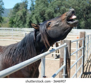 Happy Smiling Morgan Horse