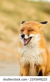 Happy Smiling Red Fox Close Up