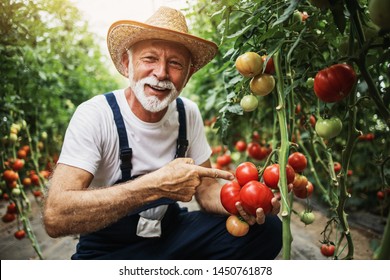 Happy and smiling senior man working in greenhouse. He poses and looks at camera. - Powered by Shutterstock