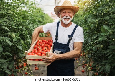 Happy and smiling senior man working in greenhouse. - Powered by Shutterstock