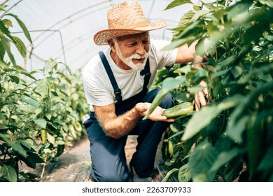 Happy and smiling senior man working in greenhouse. - Powered by Shutterstock