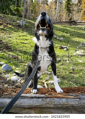 Happy Smiling Senior Mixed Breed Black Dog Standing on Log Looking Proud with Rolling Green Hills Background