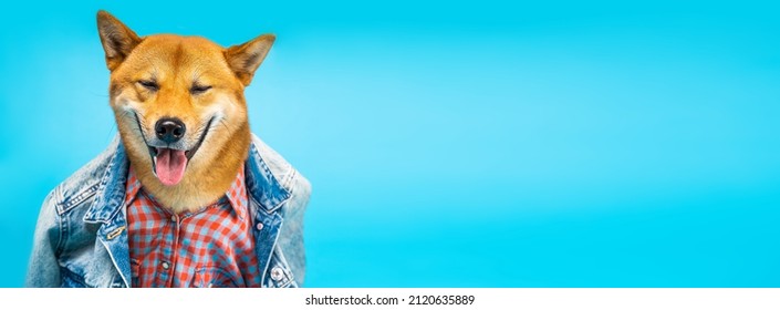 Happy smiling Shiba Inu dog in jeans jacket and shirt. Long horizontal banner. Positive emotions pet theme. Cool hipster attitude 