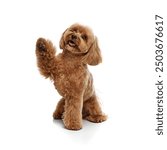 Happy, smiling, smart dog, purebred Toy Poodle sitting and giving paw isolated on white background. Concept of animals, domestic pet, care, vet, joy and fun, pet friend. Copy space for ad