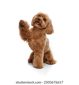 Happy, smiling, smart dog, purebred Toy Poodle sitting and giving paw isolated on white background. Concept of animals, domestic pet, care, vet, joy and fun, pet friend. Copy space for ad - Powered by Shutterstock