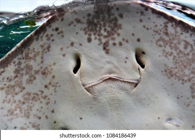 A happy smiling stingray in water