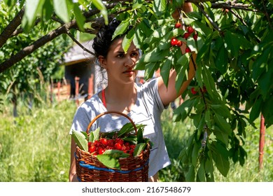 Happy Smiling Teen Girl Harvesting Fresh Stock Photo 2167548679 ...