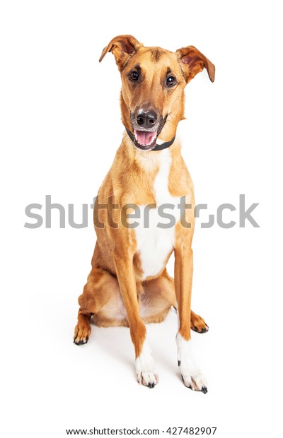 Happy Smiling Whippet Mixed Breed Dog Stock Photo Edit Now 427482907