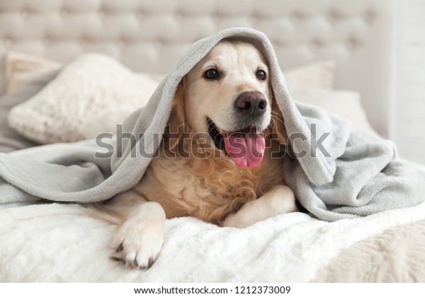 Happy smiling young golden retriever dog\
under light gray plaid. Pet warms under a blanket in cold winter\
weather. Pets friendly and care\
concept.