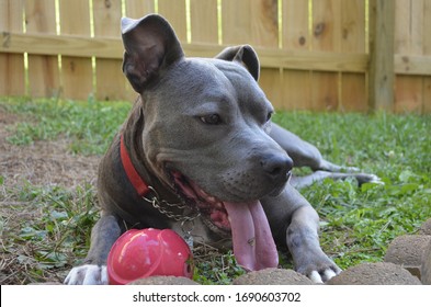 Happy Smiling Young Silver Grey Pitbull Puppy Dog With White Spot On Chest Looking Off At Camera Playing With Red Treat Toy Rubber Ball In Suburban Backyard With Green Grass Wooden Fence Red Collar